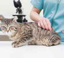 बिल्लियों के लिए टीका अनुसूची