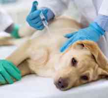 कुत्ते के लिए टीका अनुसूची - पिल्ले और वयस्कों