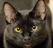 काले बिल्लियों की विशेषताएं