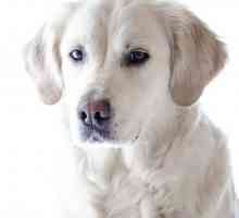 कुत्तों में हाइपरट्रॉफिक कार्डियोमायोपैथी - लक्षण और उपचार
