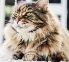 बिल्लियों में सिस्टिटिस - कारण, लक्षण और उपचार