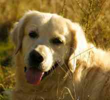 कुत्तों में सिस्टिटिस - कारण, लक्षण और उपचार