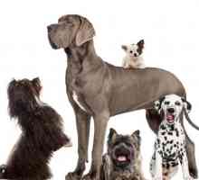 एफसीआई के अनुसार कुत्ते नस्लों का वर्गीकरण