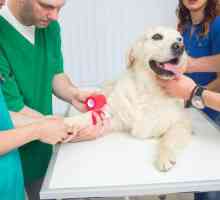 बिल्बाओ में पशु चिकित्सा आपातकालीन क्लीनिक - पशु चिकित्सक 24 घंटे