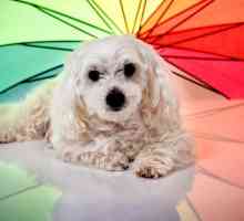 रंग जो वैज्ञानिक अध्ययन के अनुसार कुत्तों को देखते हैं