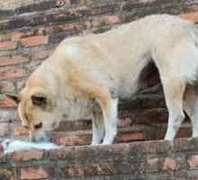 कॉमेडॉग, पहल जो स्पेन में सड़क कुत्तों को खिलाती है