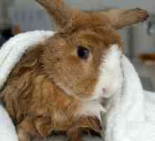 मेरे एंगोरा खरगोश को कैसे स्नान करें