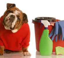 अपने घर में कुत्तों की गंध को कैसे नियंत्रित करें