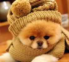 ठंड के दौरान अपने पालतू जानवर के बालों की देखभाल कैसे करें