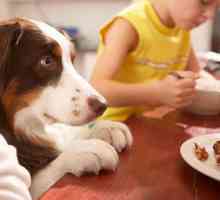 एक कुत्ते को कैसे सिखाया जाए ताकि मेज पर खाना न आदेश दिया जा सके