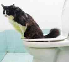 शौचालय का उपयोग करने के लिए मेरी बिल्ली कैसे सिखाओ