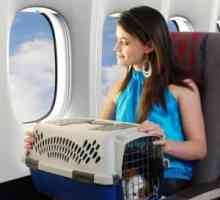 हवाई जहाज पर पालतू जानवरों को कैसे पहुंचाया जाए