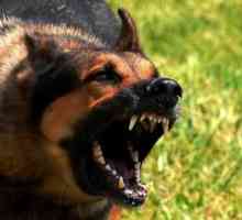 कैसे एक कुत्ता क्रोध पकड़ता है