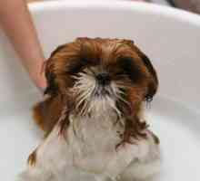 मुझे कुत्ते को कितनी बार स्नान करना चाहिए