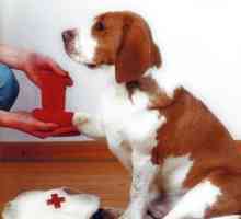 कुत्तों के लिए प्राथमिक चिकित्सा युक्तियाँ