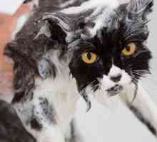 Fleas के साथ एक बिल्ली स्नान करने के लिए युक्तियाँ