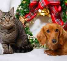क्रिसमस पर पालतू जानवरों की देखभाल के लिए टिप्स