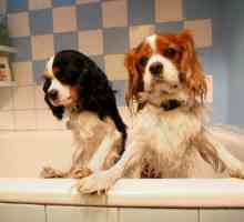 कुत्ते को स्नान करने के लिए सुझाव