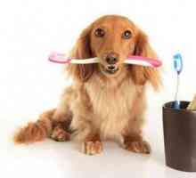 अपने कुत्ते के दंत स्वास्थ्य में सुधार करने के लिए युक्तियाँ।