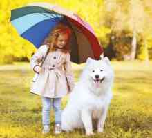 बारिश के साथ कुत्ते चलने के लिए युक्तियाँ