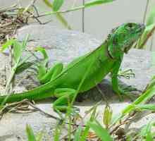 एक पालतू iguana रखने के लिए युक्तियाँ, आपको क्या ध्यान में रखना है?