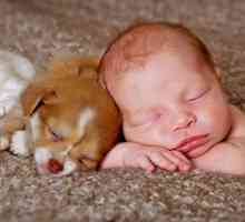 कुत्तों के साथ रहना मानव बच्चों की प्रतिरक्षा प्रणाली को मजबूत करता है