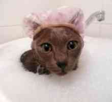 एक बिल्ली को स्नान करने के लिए कब
