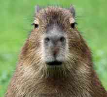 Cuidados de una capibara