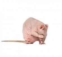 गंजा चूहा या अशक्त चूहे की विशिष्ट देखभाल