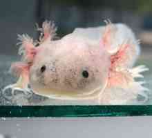 Axolotl का ट्रिविया