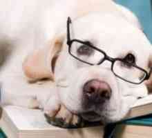 सबसे बुद्धिमान कुत्ते क्या हैं