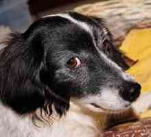 कुत्तों में हेपेटाइटिस के लक्षण क्या हैं