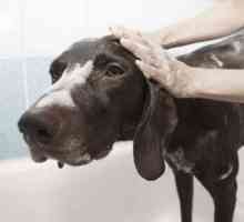 मुझे अपने कुत्ते को स्नान कब करना चाहिए?