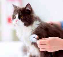 मैं अपनी बिल्ली पर कब और क्या टीका लगा सकता हूं?