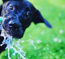 कुत्ते को एक दिन कितना पानी लेना चाहिए? उत्तर