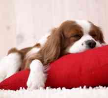दिन के दौरान कुत्ते कितने घंटे सो सकता है?