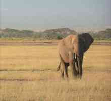 एक हाथी वजन कितना है?