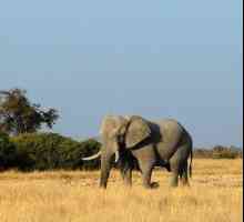 एक हाथी कितने साल जीवित रहता है?