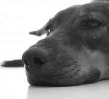 Cáncer de piel en perros - síntomas y tratamiento