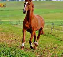 घोड़ों में कॉलिक - लक्षण और उपचार