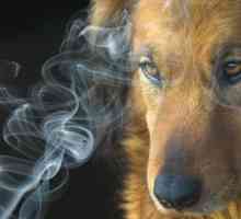 तंबाकू धूम्रपान कैसे जानवरों को प्रभावित करता है?