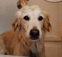 अपने कुत्ते को सही ढंग से कैसे स्नान करें
