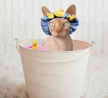 एक स्फिंक्स बिल्ली या अशक्त बिल्ली को कैसे स्नान करें