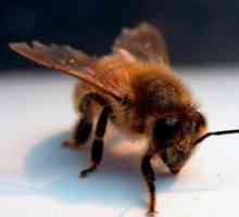 मधुमक्खी से छुटकारा पाने के लिए कैसे