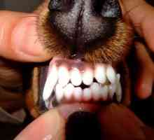 अपने दांतों के माध्यम से कुत्ते की आयु कैसे निर्धारित करें