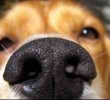 कुत्ते की गंध को उत्तेजित कैसे करें?
