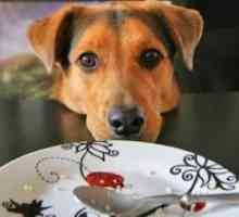 जब मैं खाना खा रहा हूं तो अपने कुत्ते को भोजन मांगने से कैसे रोकें
