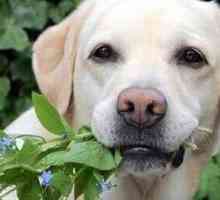 अपने कुत्ते को पौधों को खाने से कैसे रोकें