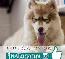 Instagram पर अपने कुत्ते को प्रसिद्ध कैसे करें