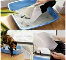 बिल्ली कूड़े के बक्से को सुरक्षित रूप से और जल्दी से कैसे साफ करें